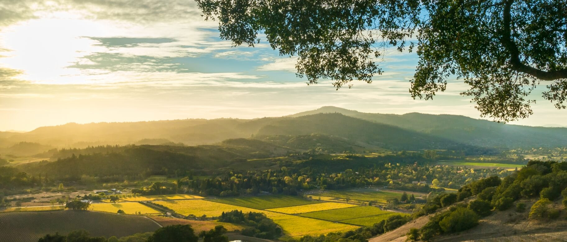 Green and gold hills of Napa