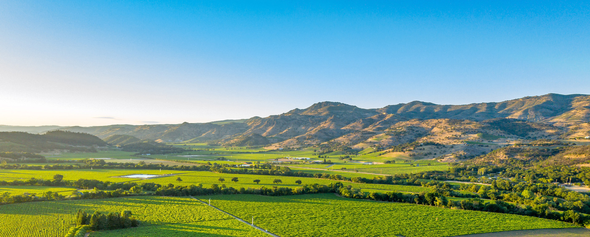 Vineyard in Northern California